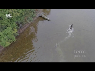 an elk and a wolf fight on a lake in canada