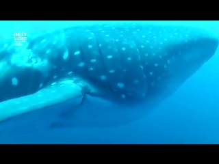 the whale shark asked the diver for help.