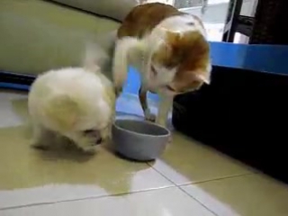 maltese - puppy gets a cat