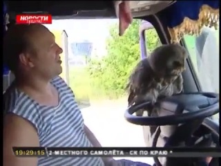 an amazing example of friendship between an owl and a trucker (not vine)