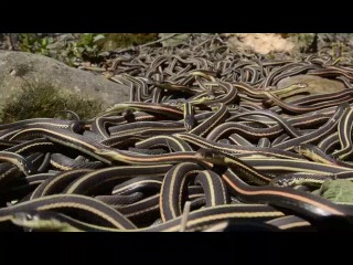 one of the largest collections of snakes in the world